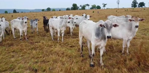 Polícia Civil recupera gado e fazendeiro suspeito pelo furto está foragido